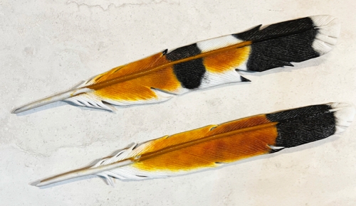 Click to view detail for LM-009 “American Kestrel II (American Kestrel)  14 x 2 $350